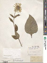 Helianthus tuberosus image