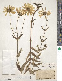 Helianthus strumosus image