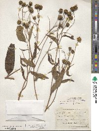 Helianthus strumosus image