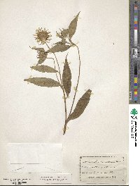 Helianthus tuberosus image