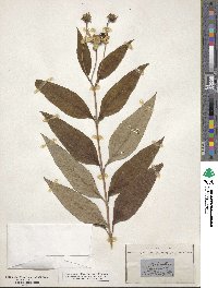 Helianthus tuberosus image