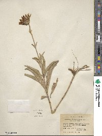 Helianthus pauciflorus subsp. subrhomboideus image