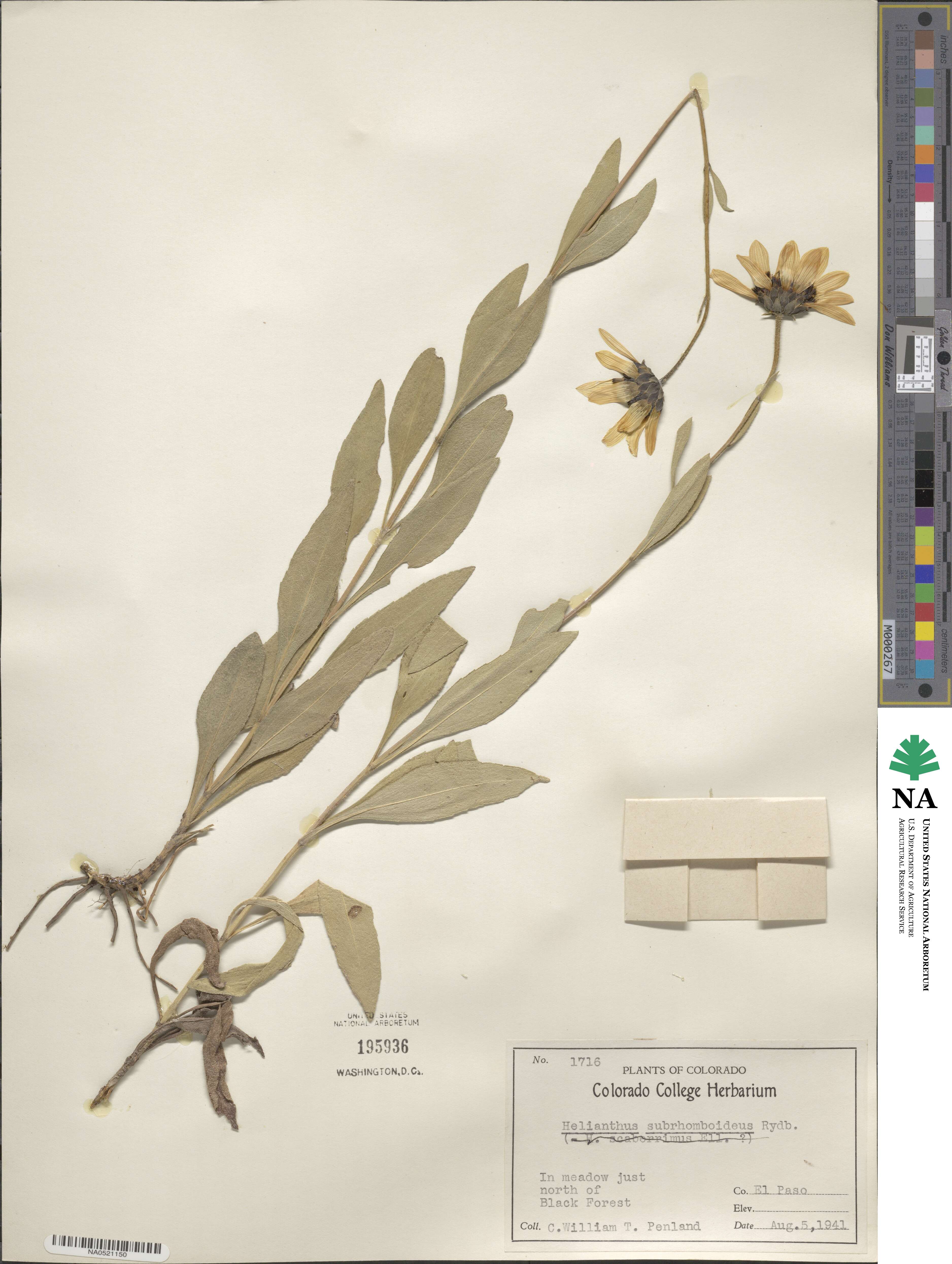 Helianthus pauciflorus subsp. subrhomboideus image