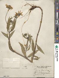 Helianthus tuberosus image