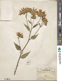 Helianthus tuberosus image