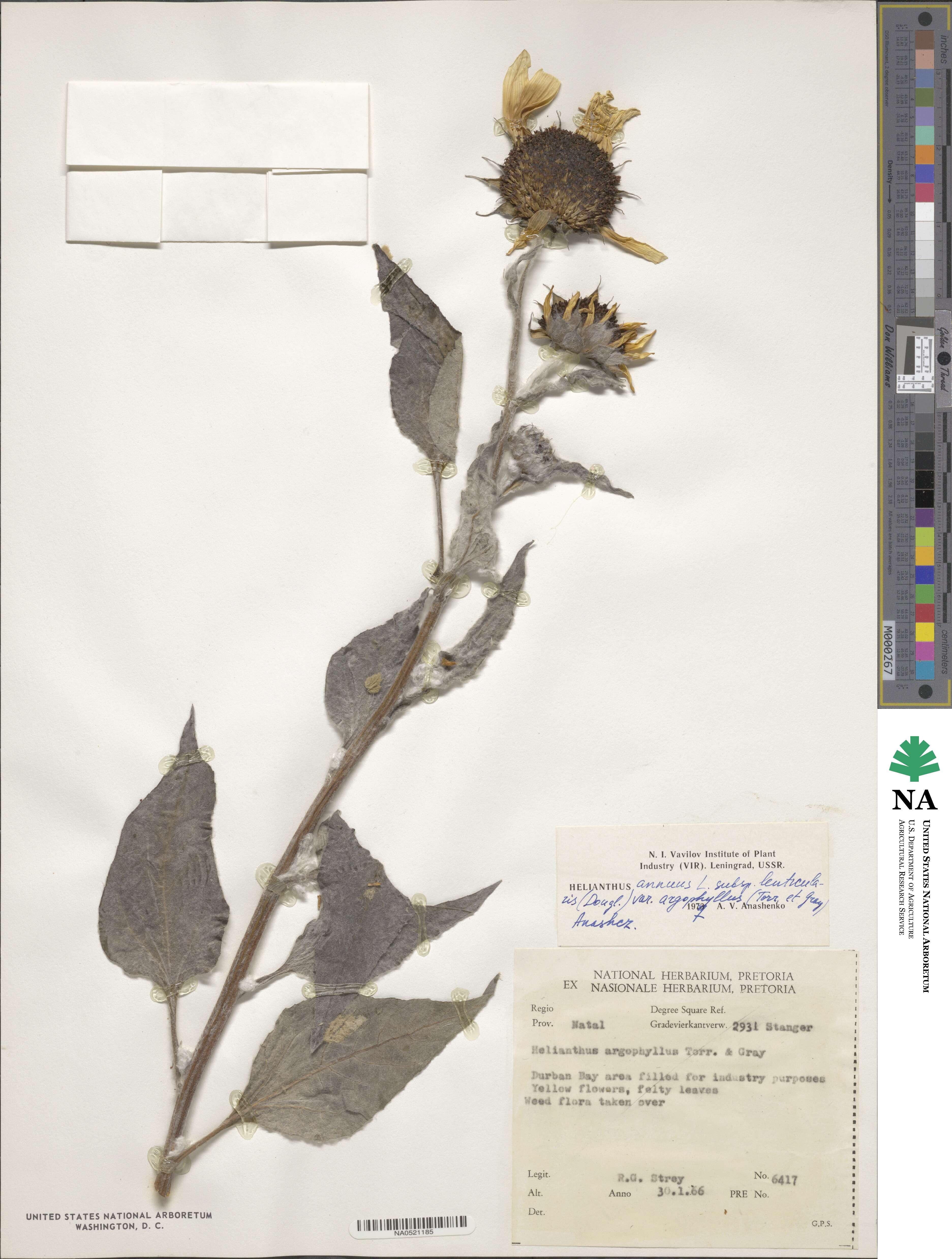 Helianthus argophyllus image