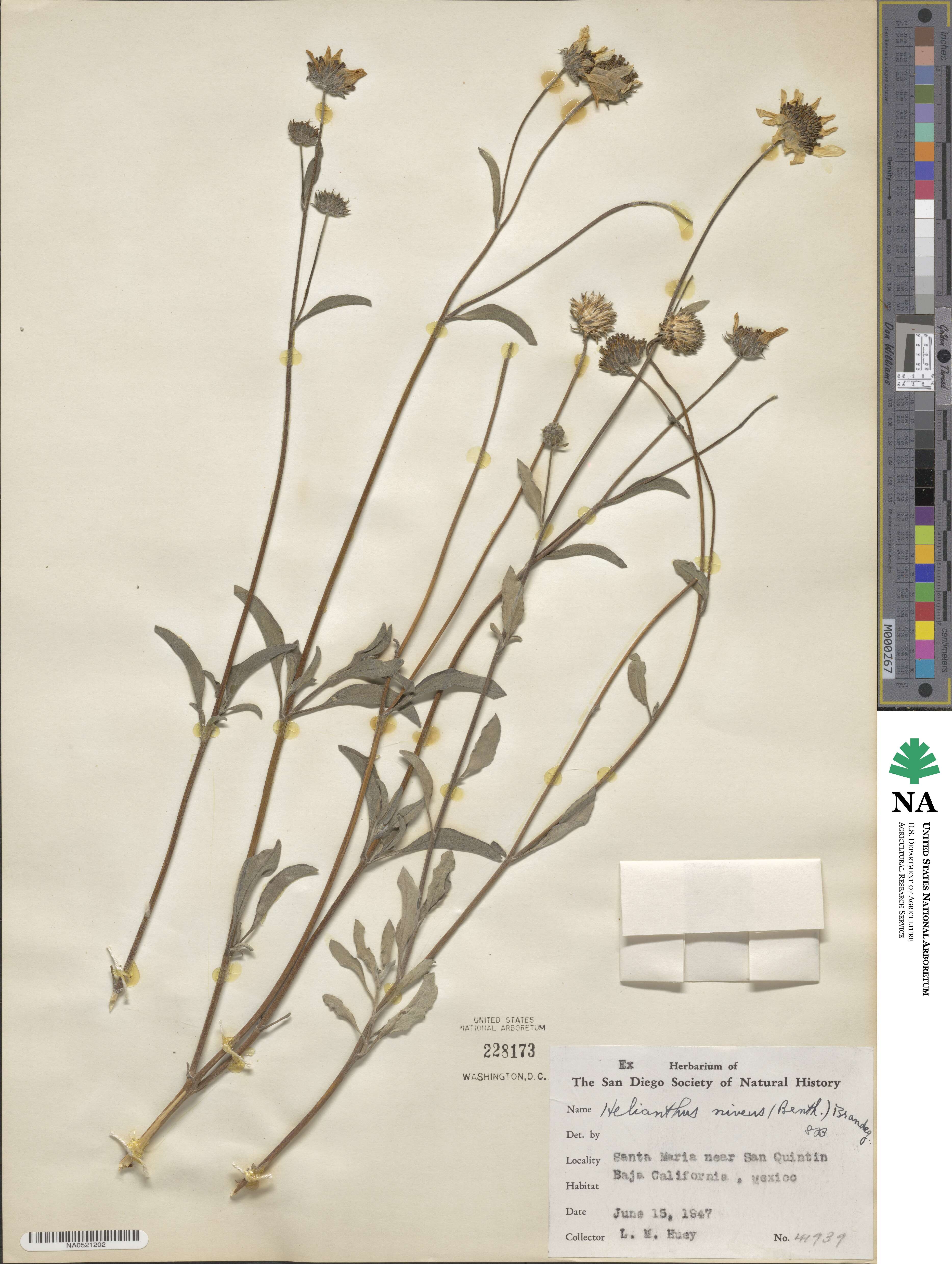 Helianthus niveus image
