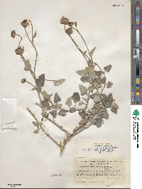 Helianthus petiolaris subsp. petiolaris image