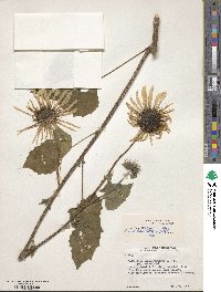 Helianthus annuus image