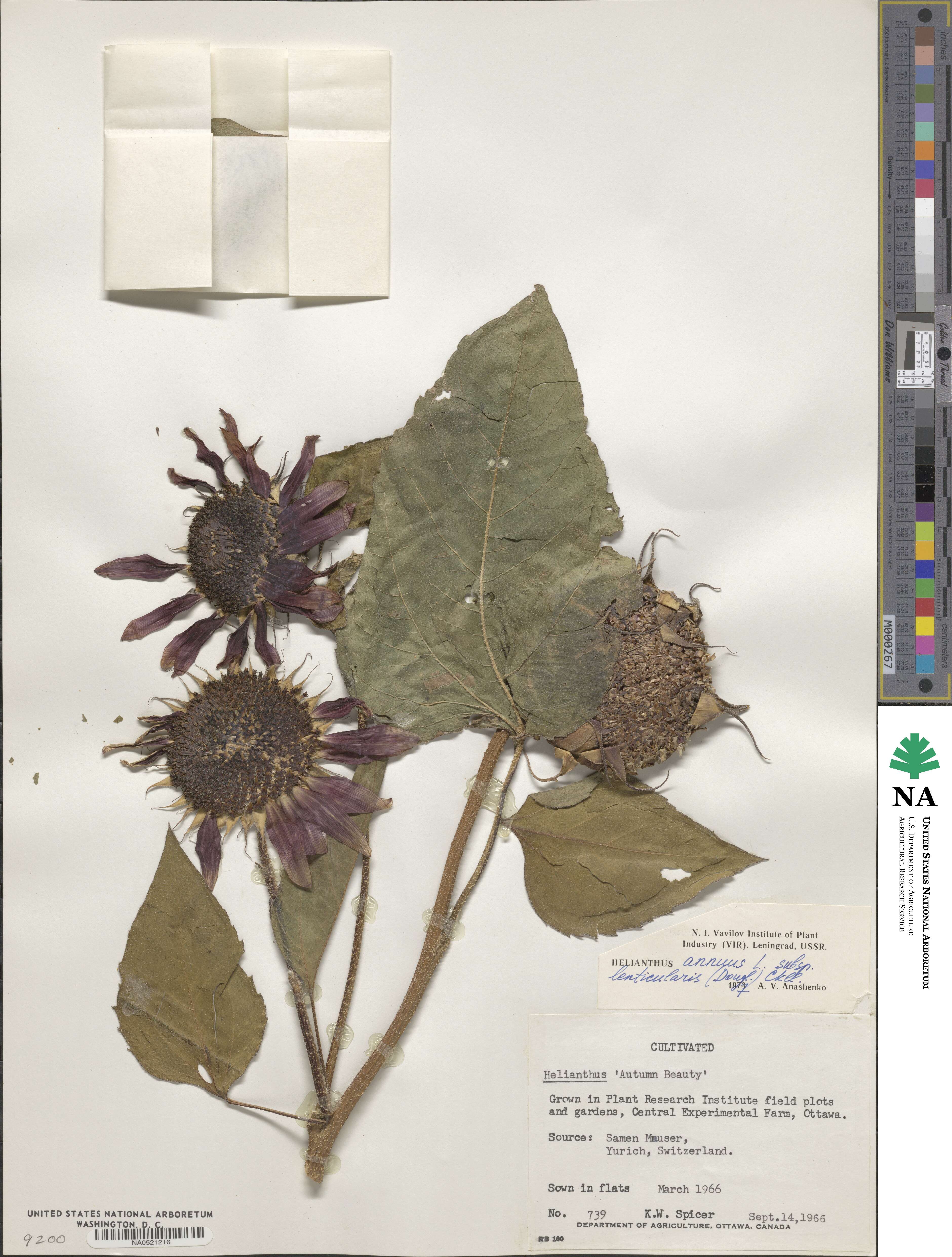 Helianthus annuus image