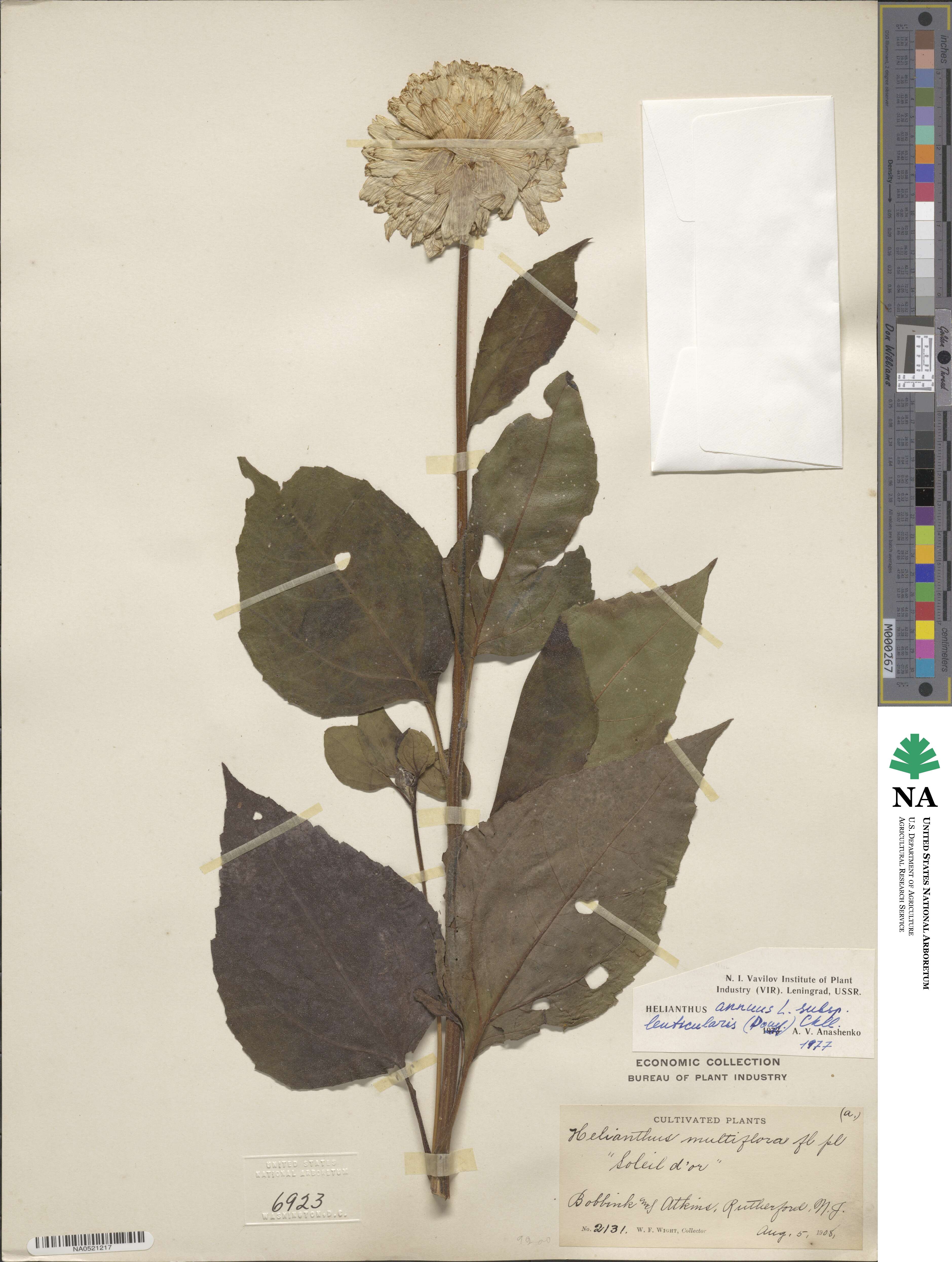 Helianthus annuus image