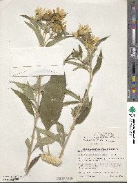 Image of Helianthus × doronicoides