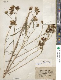 Helianthus angustifolius image