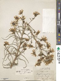 Helianthus angustifolius image