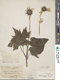 Helianthus annuus image