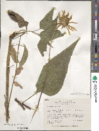 Helianthus hirsutus image