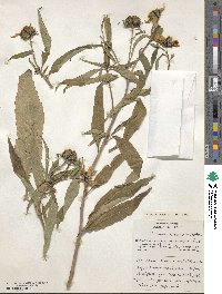 Image of Helianthus grosseserratus