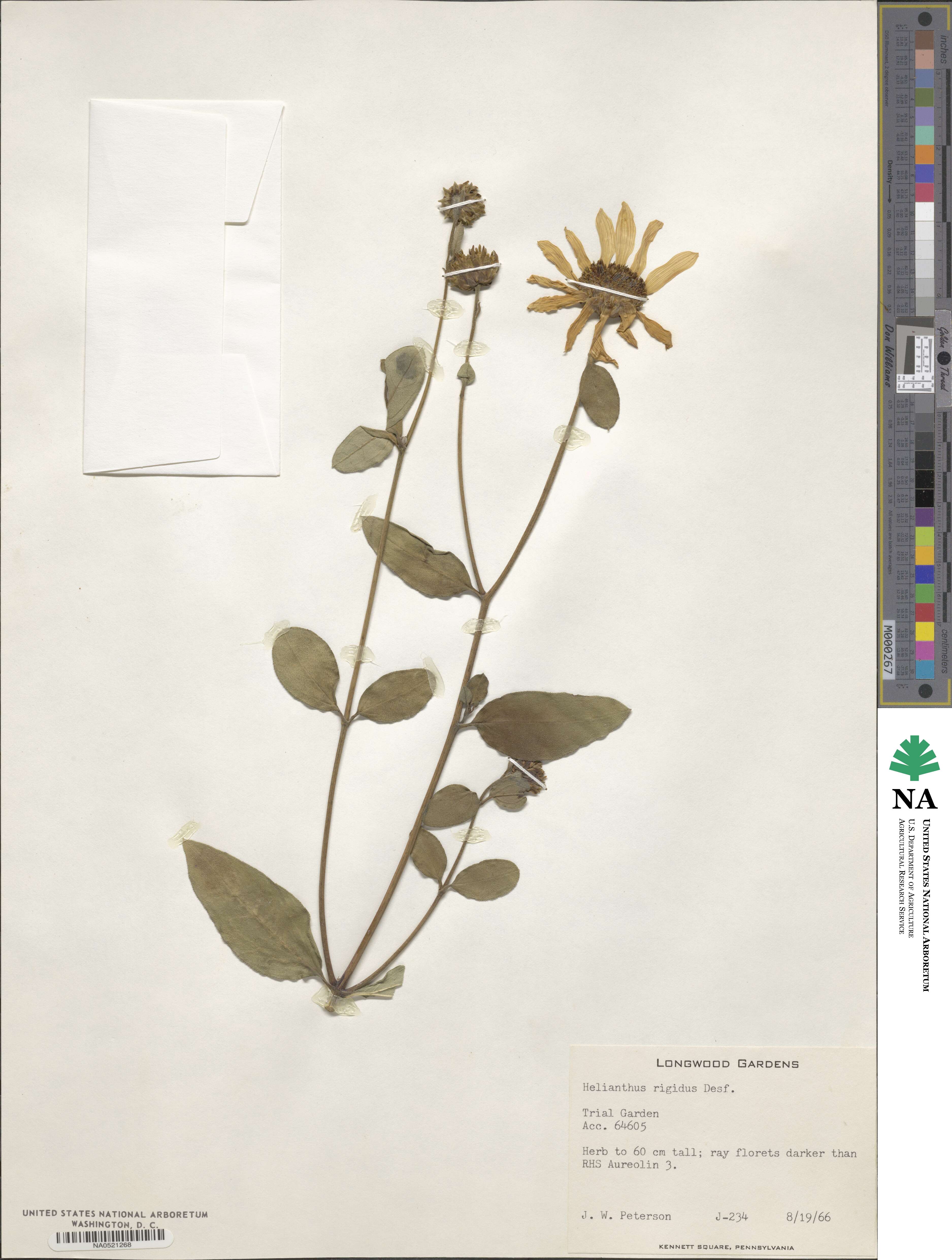 Helianthus pauciflorus image
