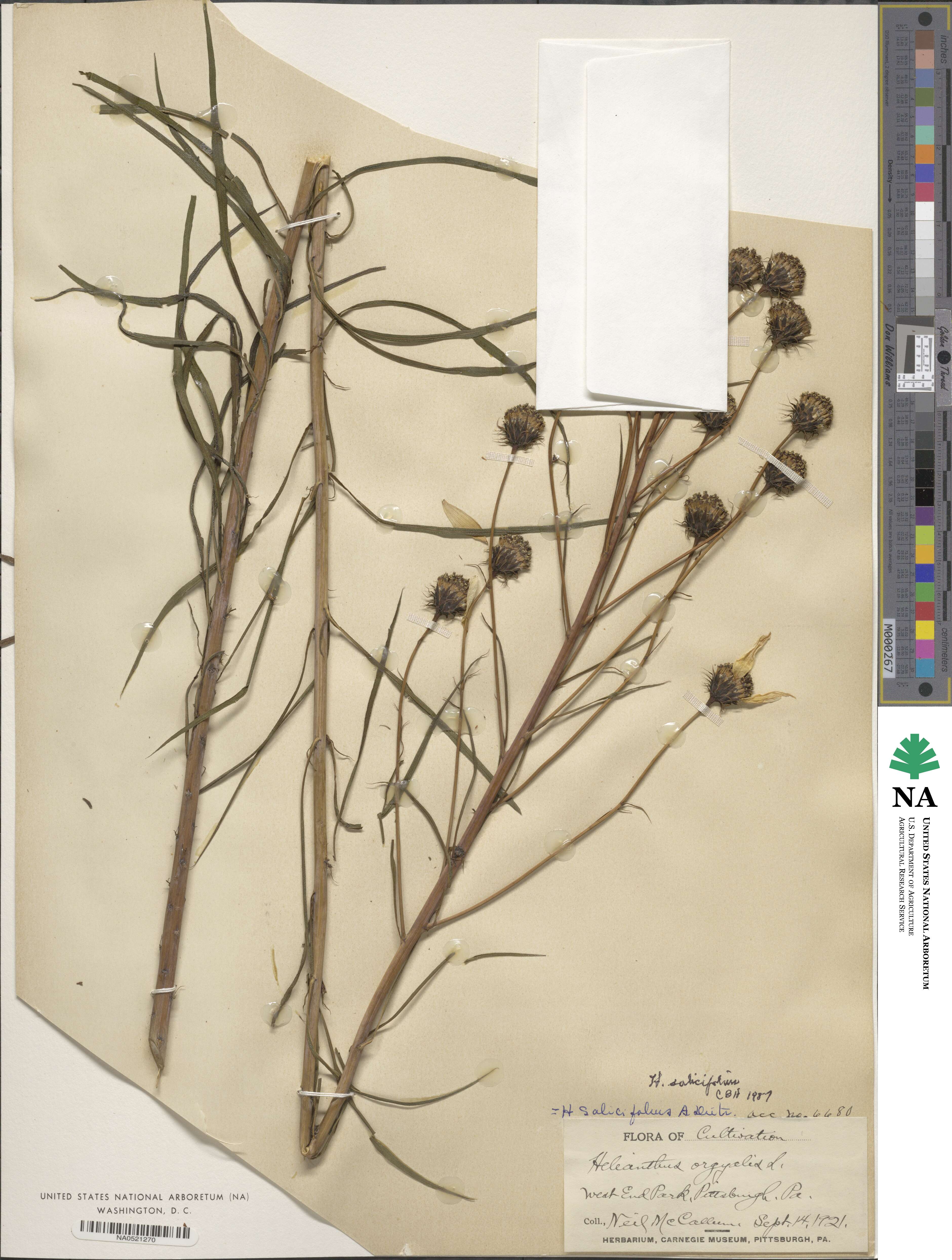 Helianthus salicifolius image