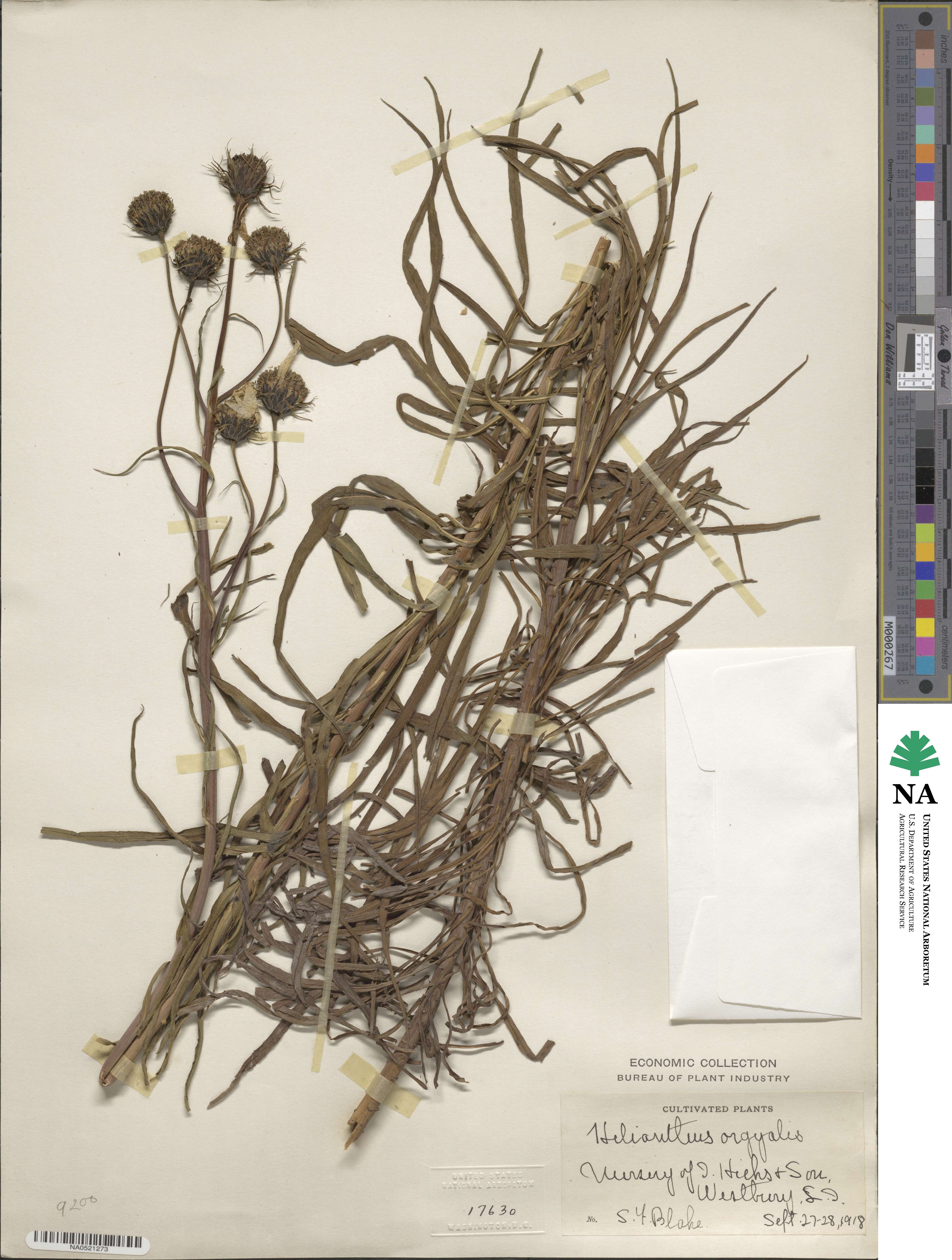 Helianthus salicifolius image