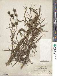 Helianthus salicifolius image