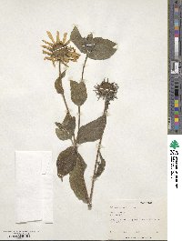 Helianthus mollis image