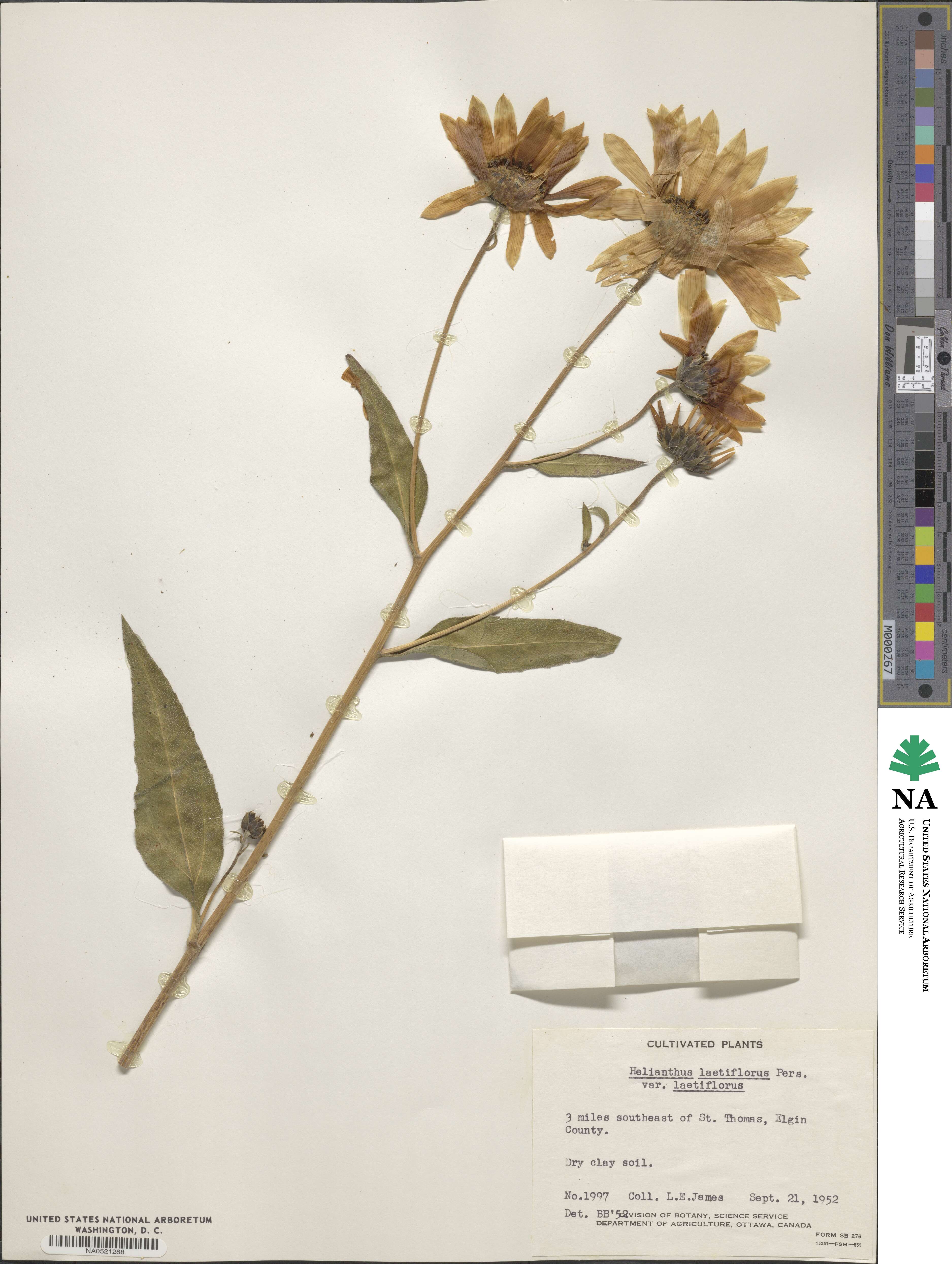 Helianthus × laetiflorus image