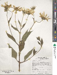 Helianthus tuberosus image