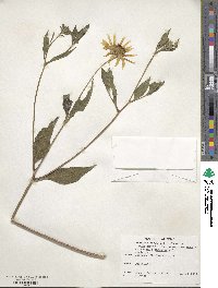 Helianthus tuberosus image