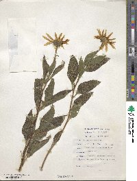 Helianthus tuberosus image