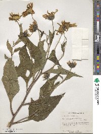 Helianthus tuberosus image