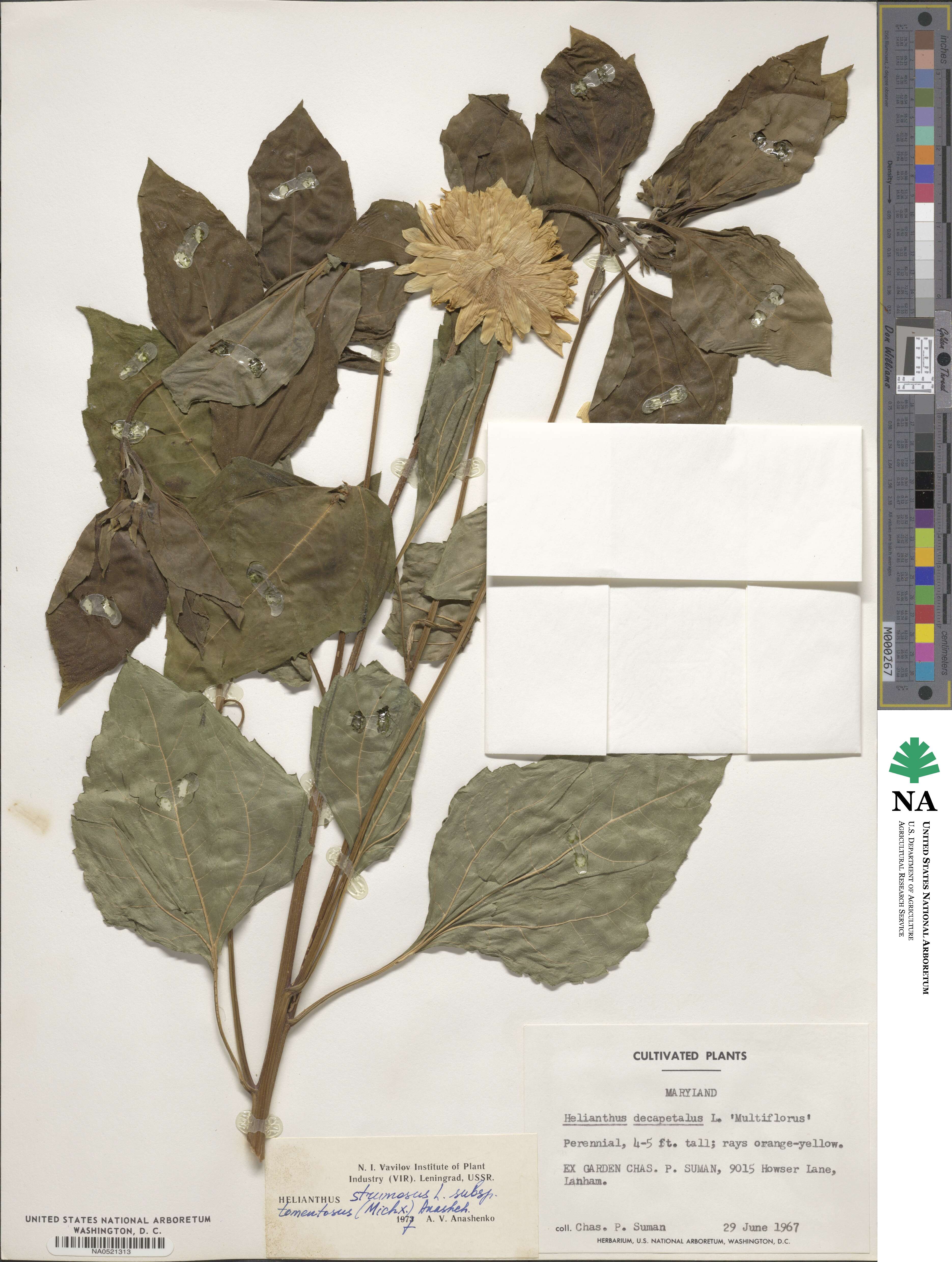 Helianthus tuberosus image