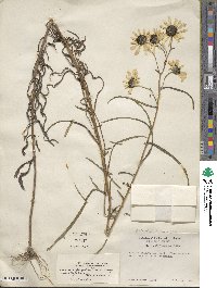 Helianthus angustifolius image