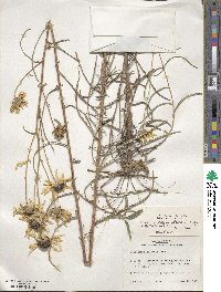 Helianthus angustifolius image