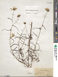 Helianthus angustifolius image