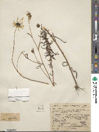 Helianthus angustifolius image