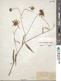 Helianthus agrestis image