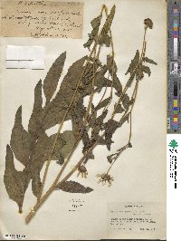 Helianthus agrestis image