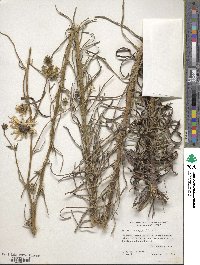 Helianthus angustifolius image