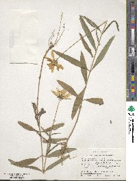 Helianthus angustifolius image