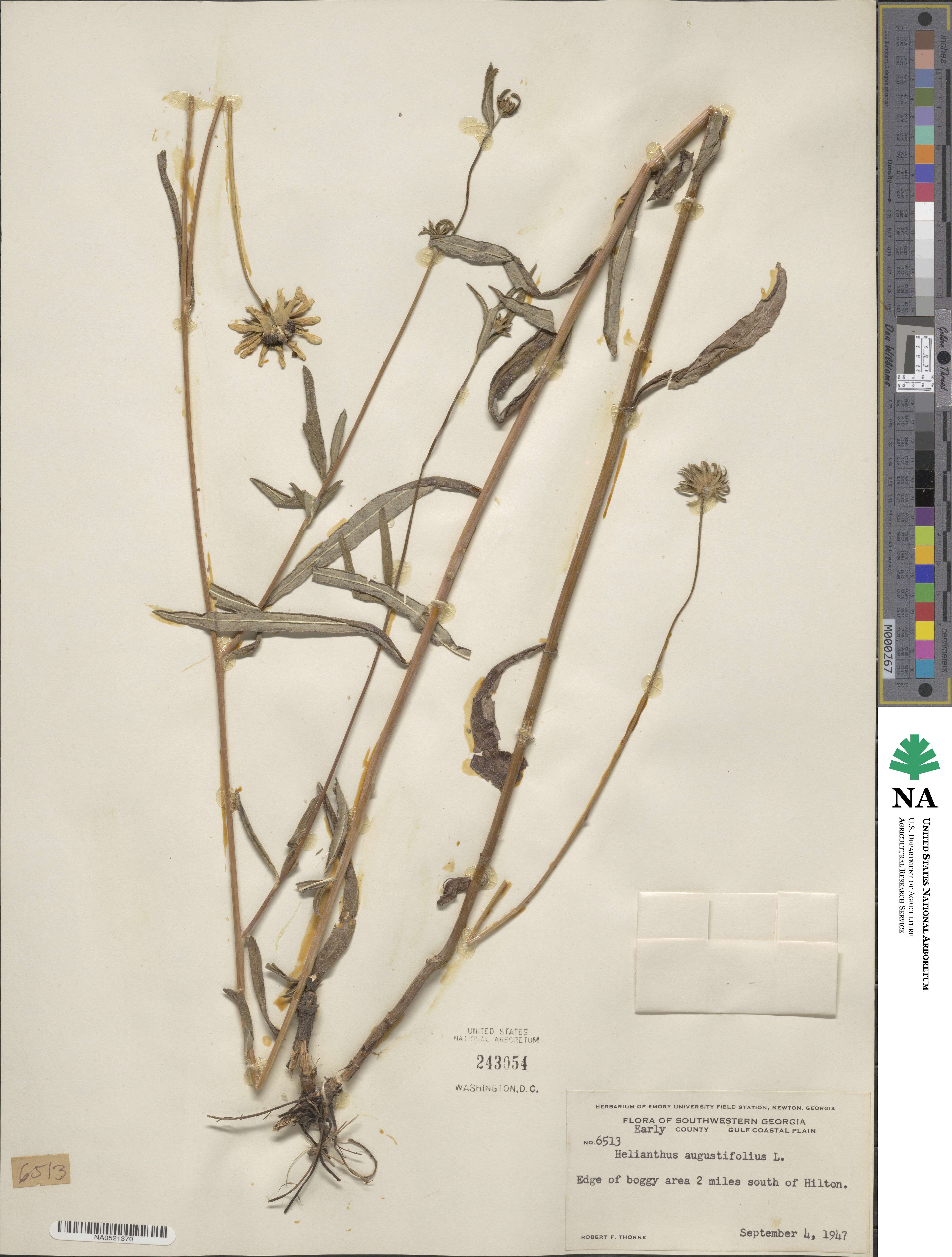 Helianthus angustifolius image