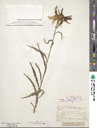 Helianthus angustifolius image