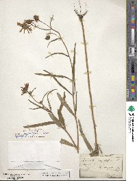 Helianthus angustifolius image