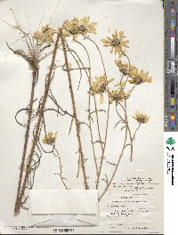 Helianthus angustifolius image