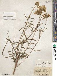 Helianthus angustifolius image