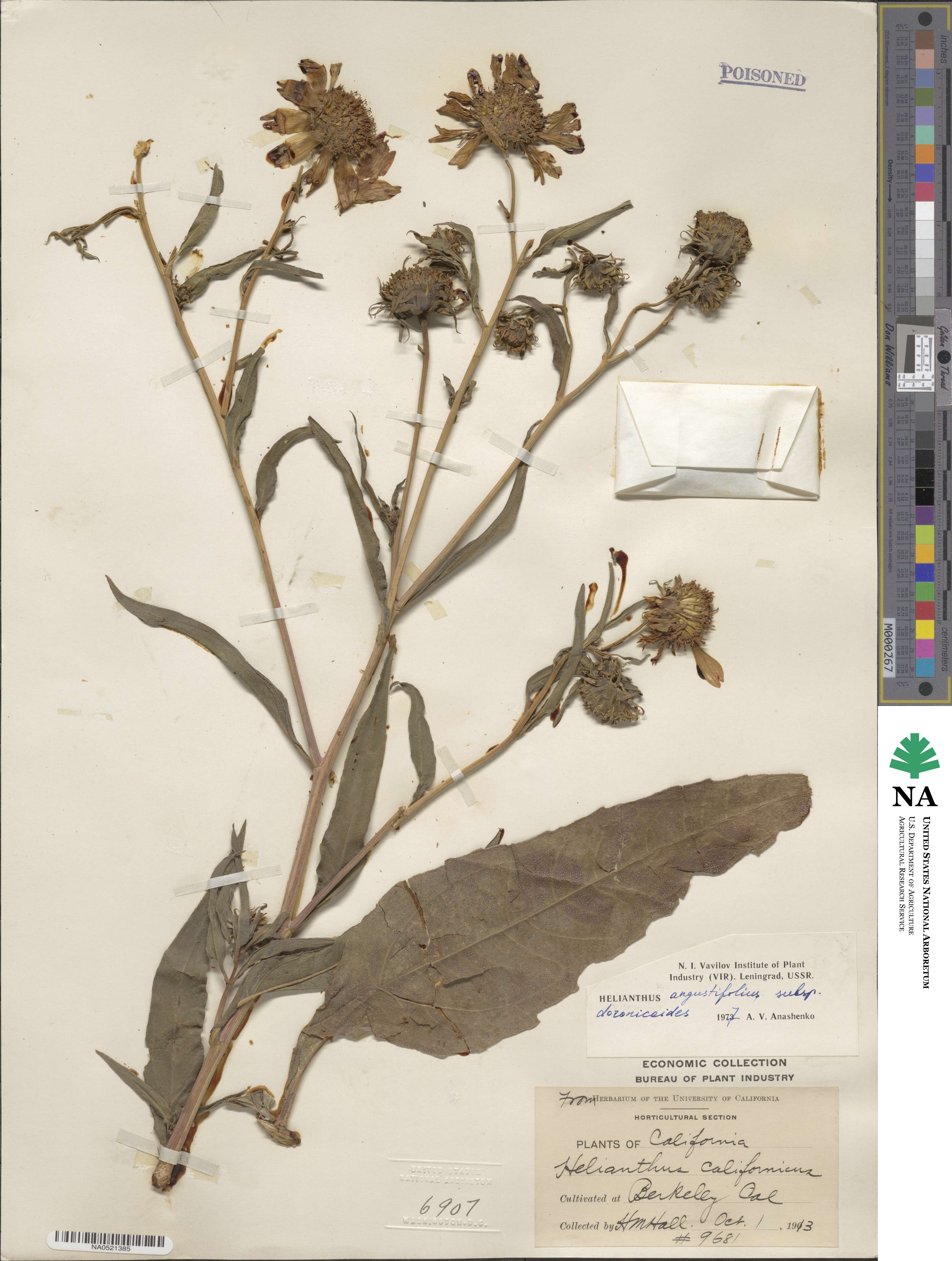 Helianthus × doronicoides image