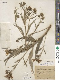 Helianthus × doronicoides image