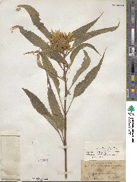 Helianthus × doronicoides image