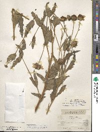 Helianthus ciliaris image