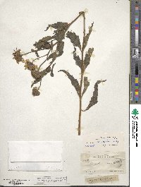 Helianthus ciliaris image